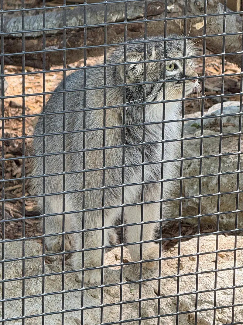 ニアビ動物園のイーヴィーの写真