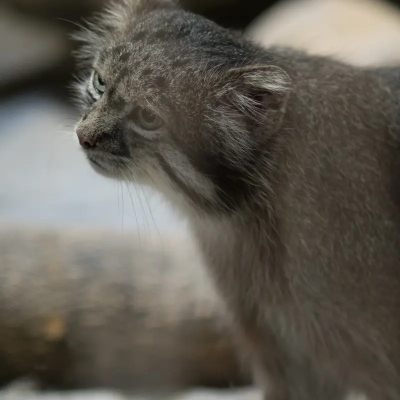 恩賜上野動物園のクリョンの写真