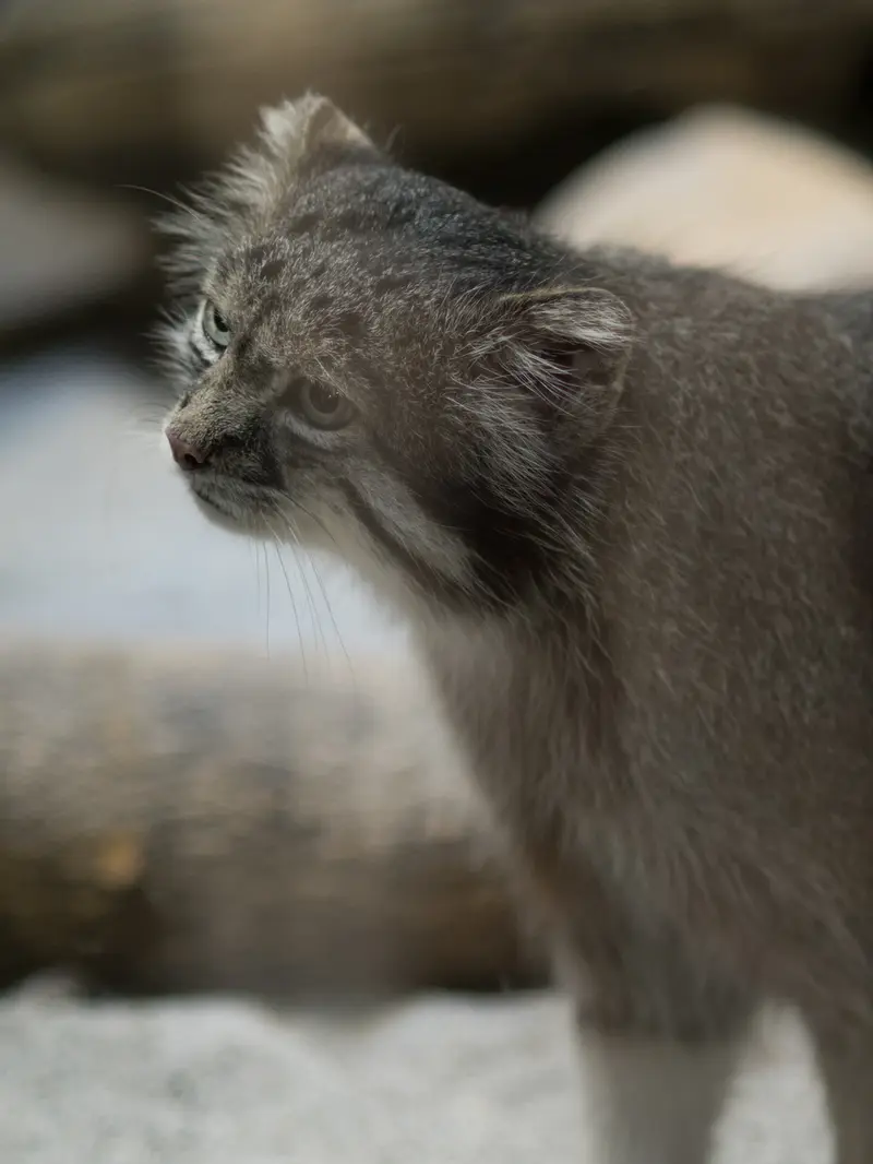 恩賜上野動物園のクリョンの写真