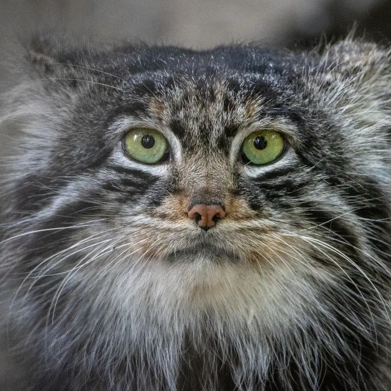ノヴォシビルスク動物園のレオンの写真