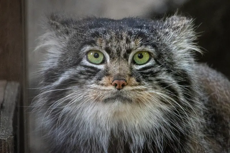 ノヴォシビルスク動物園のレオンの写真