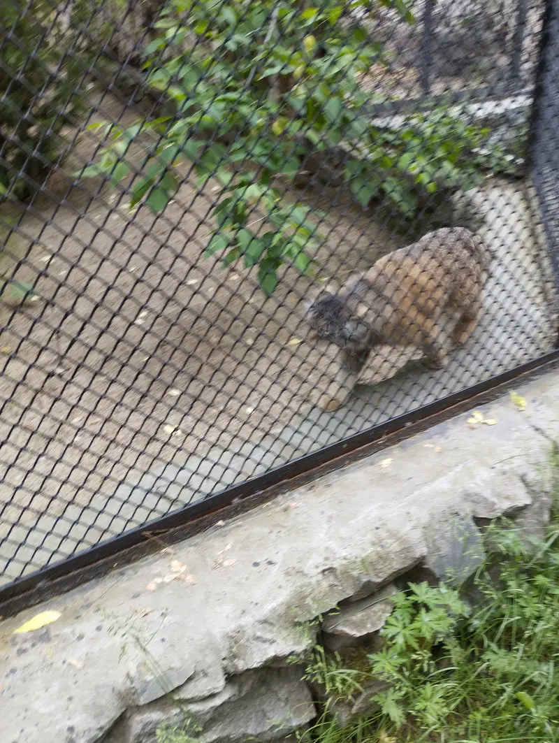 ノヴォシビルスク動物園のマヌルネコの写真