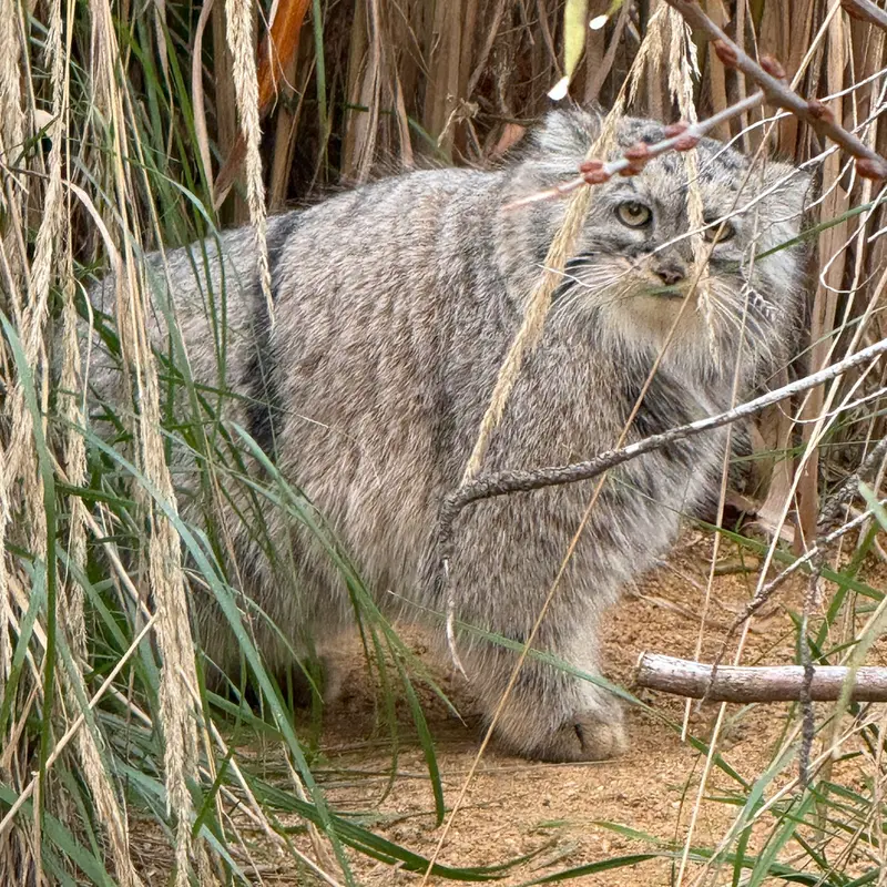 プラハ動物園のプリンセッサの写真