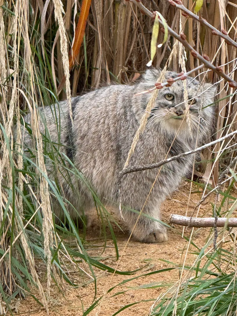 プラハ動物園のプリンセッサの写真
