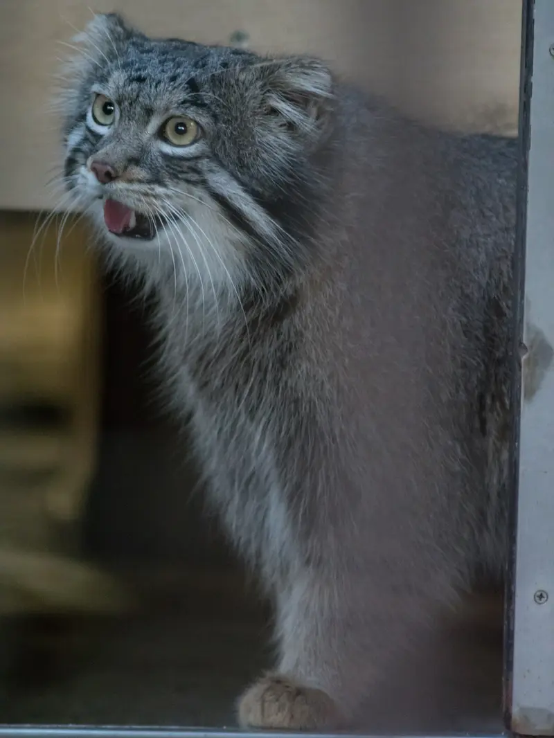 野毛山動物園のフィーガの写真