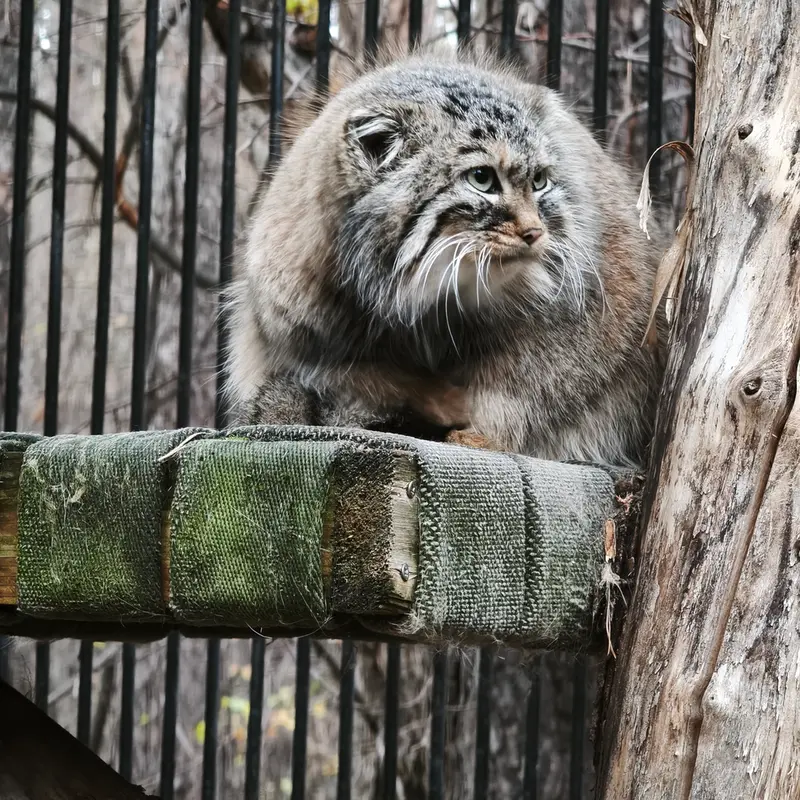 ノヴォシビルスク動物園のガビの写真
