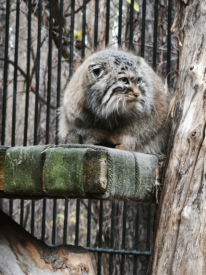 ノヴォシビルスク動物園のガビの写真