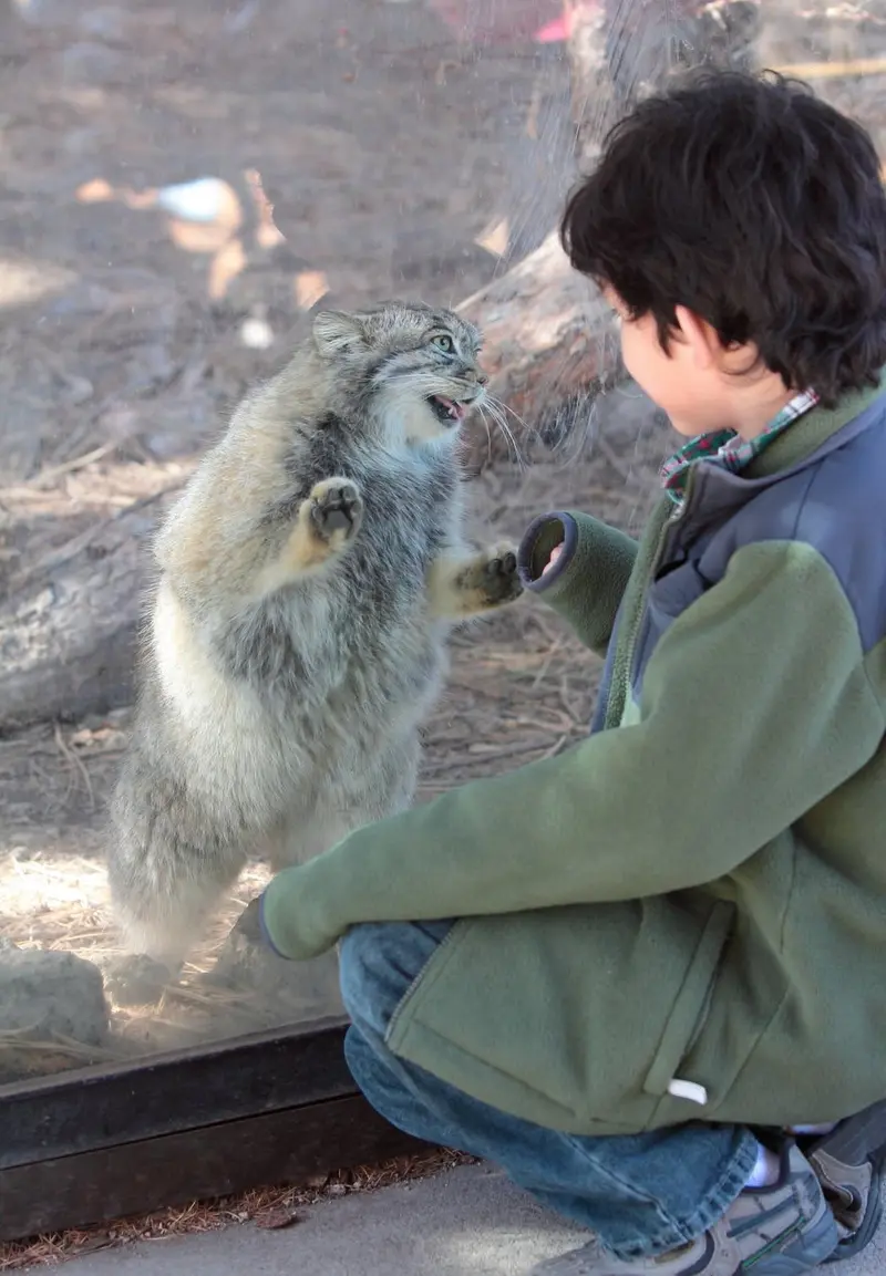 シャイアン・マウンテン動物園のナディアの写真