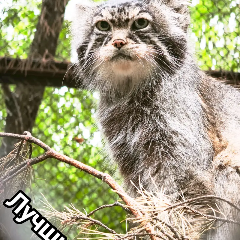ノヴォシビルスク動物園のジョージの写真