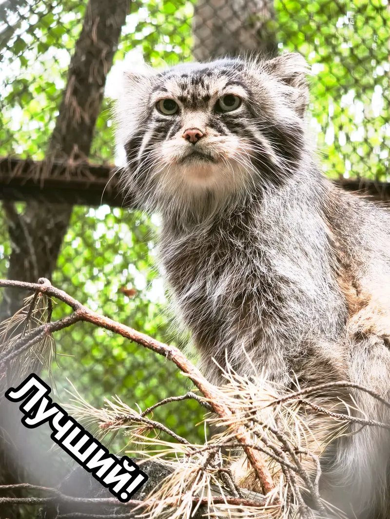 ノヴォシビルスク動物園のジョージの写真