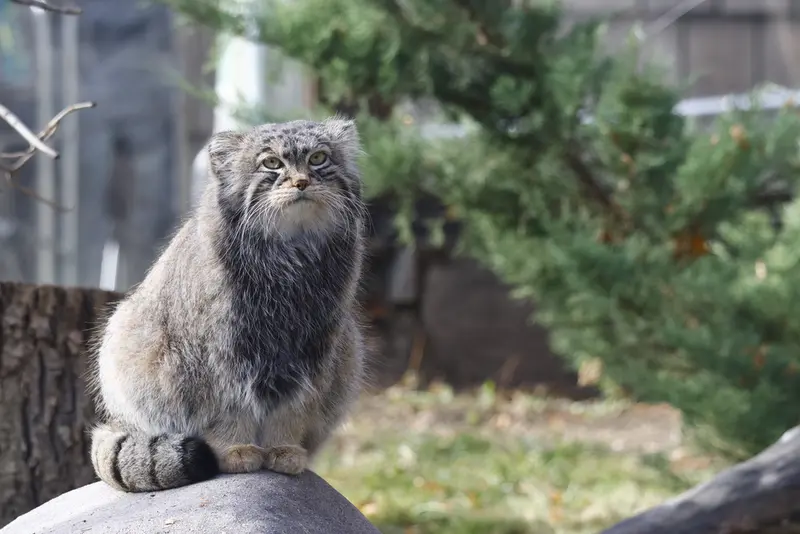 モスクワ動物園のティモフェイの写真