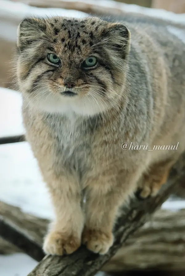 那須どうぶつ王国のボルの写真