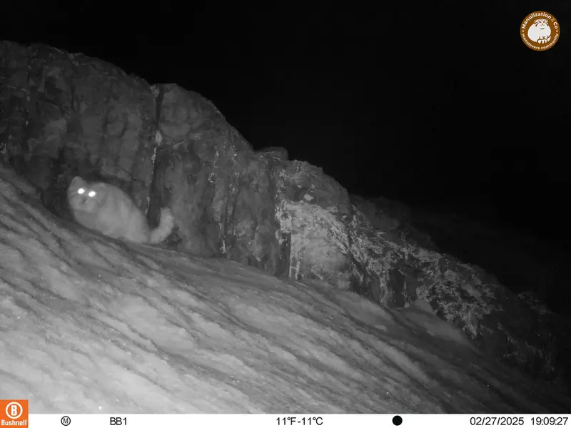 アクタス＝クンコラ［新］カメラトラップで撮影したOtocolobus manul manulの写真