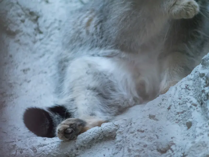 野毛山動物園のフィーガの写真