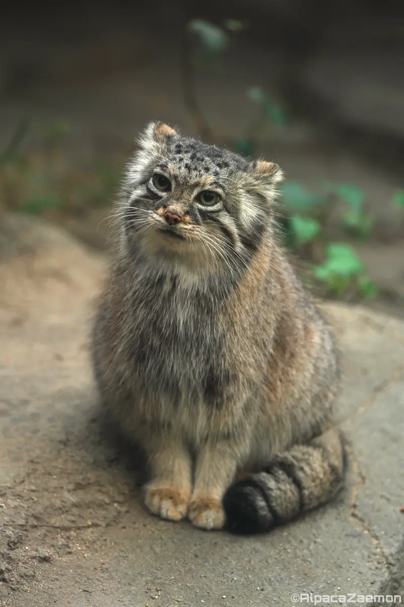 神戸どうぶつ王国のアズの写真