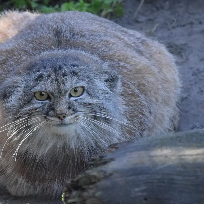 ブダペスト動物園＆植物園のルーシーの写真