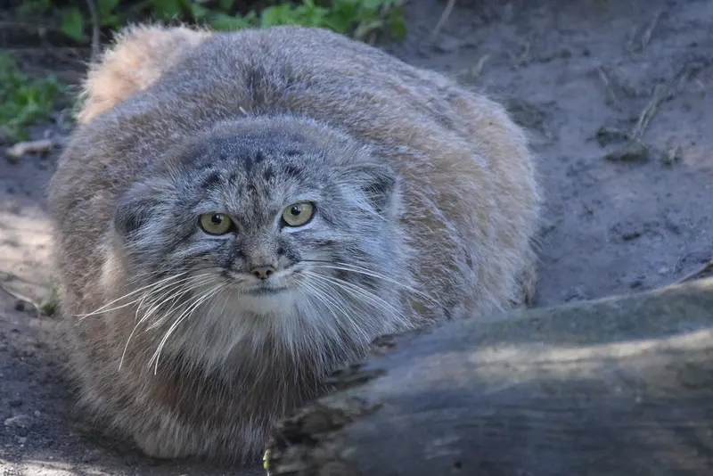 ブダペスト動物園＆植物園のルーシーの写真