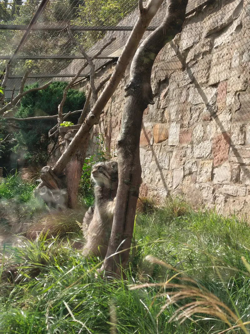 エディンバラ動物園のダッチェスの写真