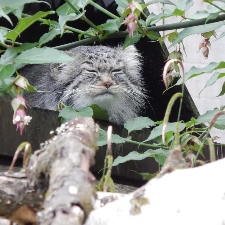 トレゴムール動物園のイウォークの写真