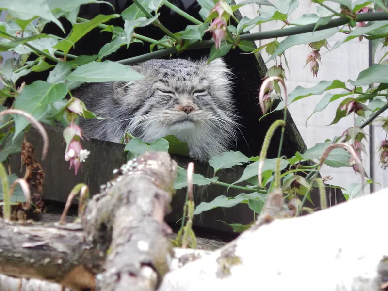 トレゴムール動物園のイウォークの写真