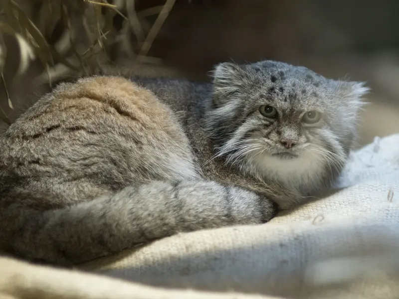 恩賜上野動物園のクリョンの写真