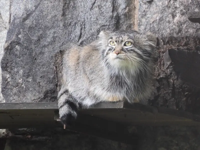 モスクワ動物園のティモフェイの写真