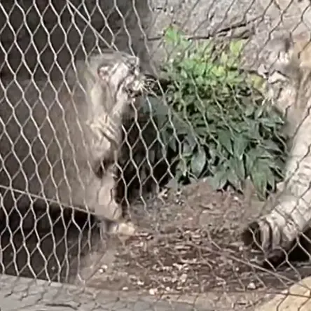 プロスペクト・パーク動物園のサルナイとバトゥの写真