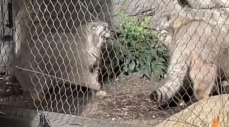 プロスペクト・パーク動物園のサルナイとバトゥの写真