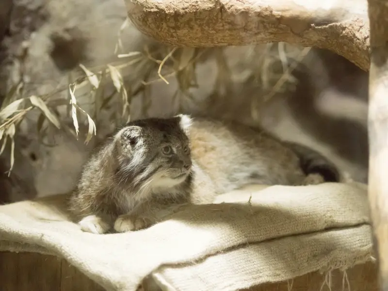 恩賜上野動物園のクリョンの写真