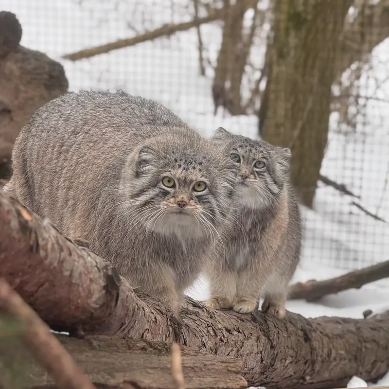 オグルベイ・グッド動物園のディーンとブリーの写真