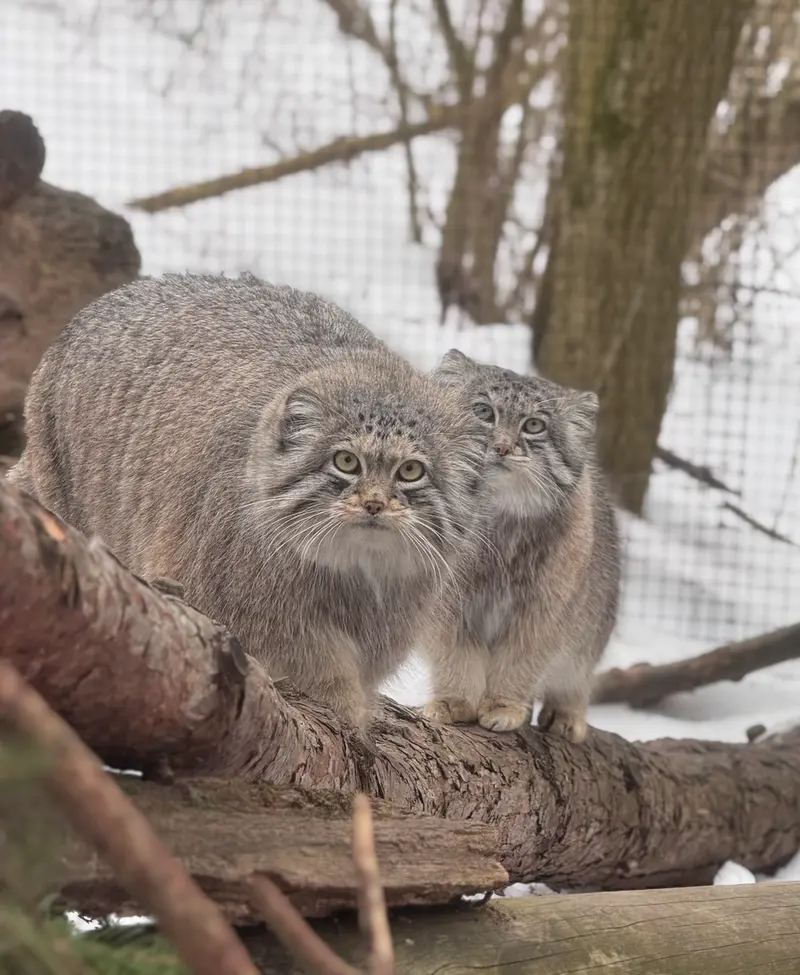 オグルベイ・グッド動物園のディーンとブリーの写真