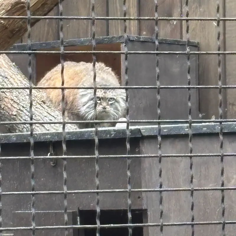 ワルシャワ動物園のジェシーの写真