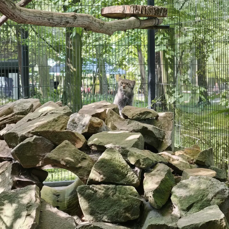 クラクフ動物園のツァスの写真
