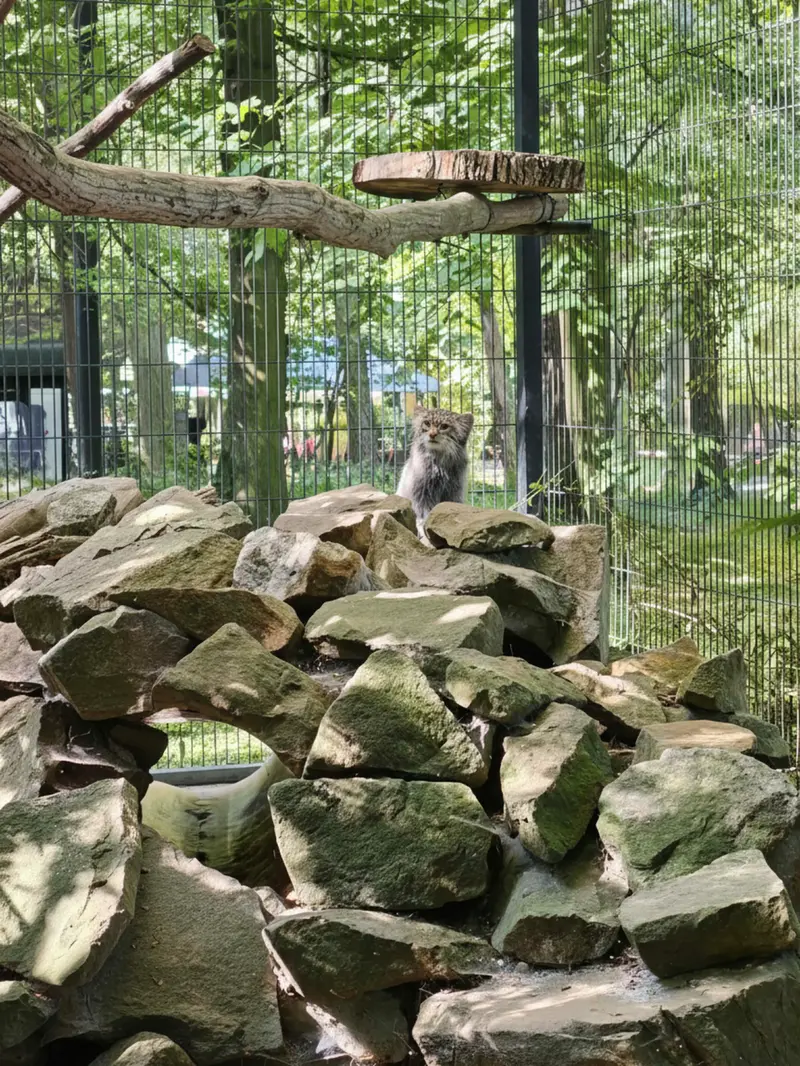 クラクフ動物園のツァスの写真