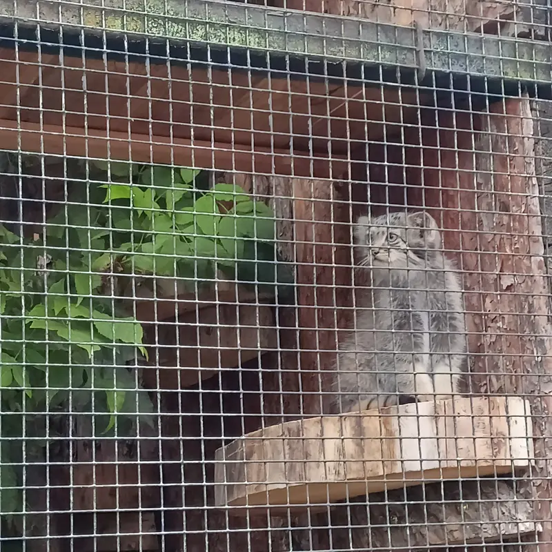 マヌルネコの写真