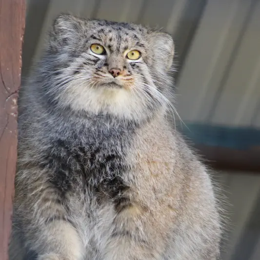 ユーティカ動物園のテイトの写真