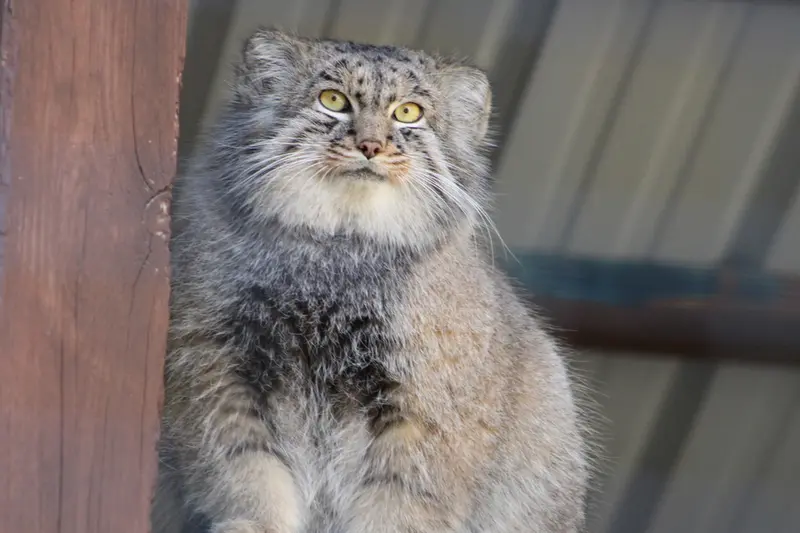 ユーティカ動物園のテイトの写真