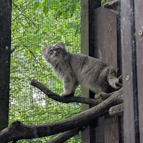 コシツェ動物園のアイセンの写真