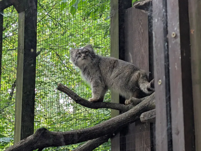 コシツェ動物園のアイセンの写真