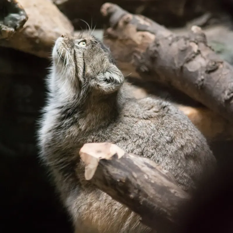 恩賜上野動物園のプリームラの写真