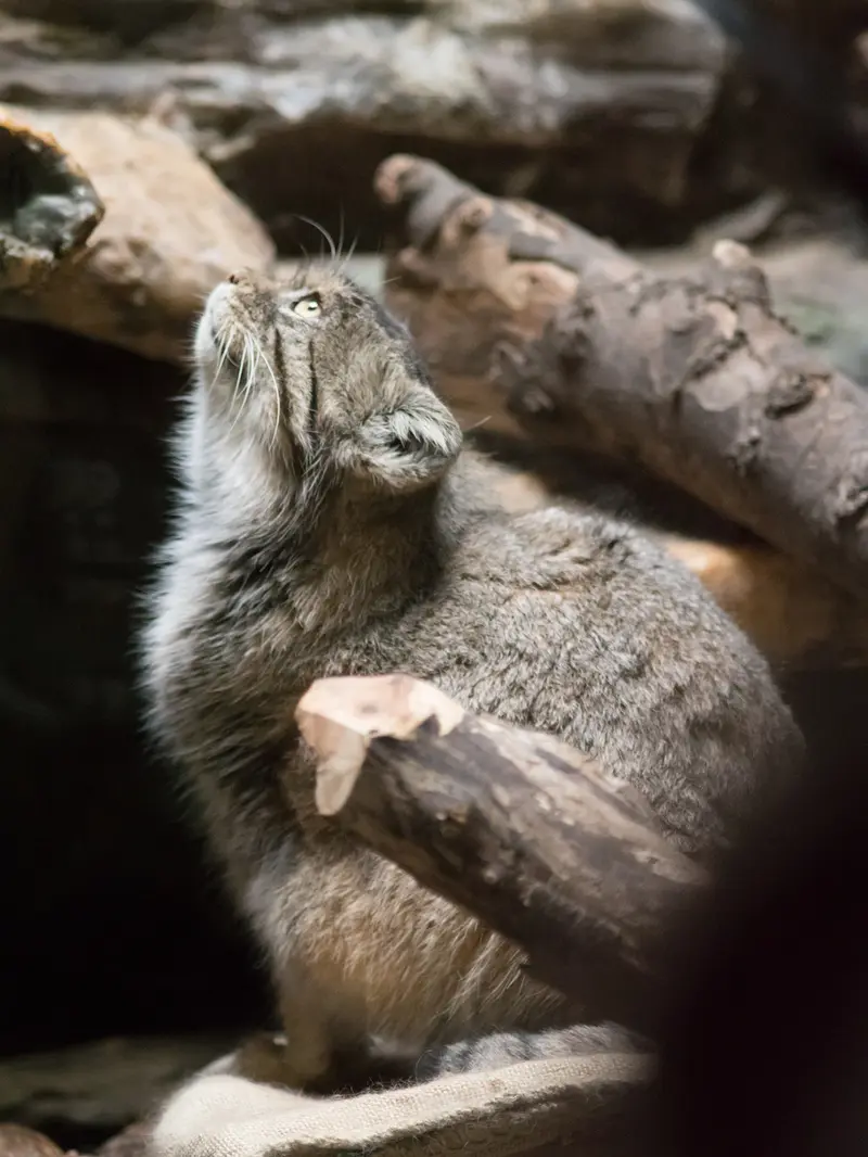恩賜上野動物園のプリームラの写真