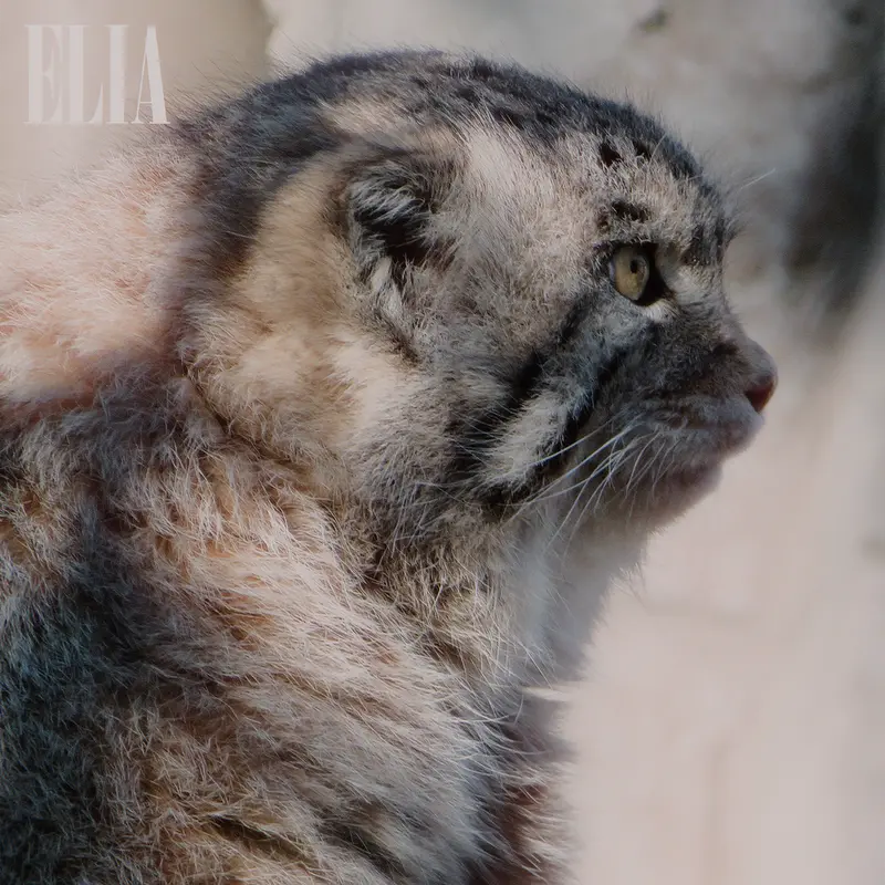 カルガリー動物園 / ワイルダー研究所のオラフの写真