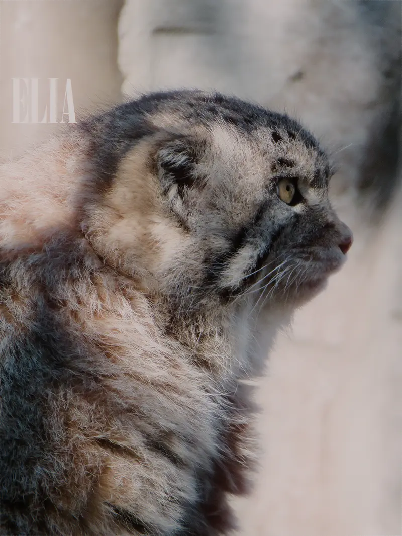 カルガリー動物園 / ワイルダー研究所のオラフの写真