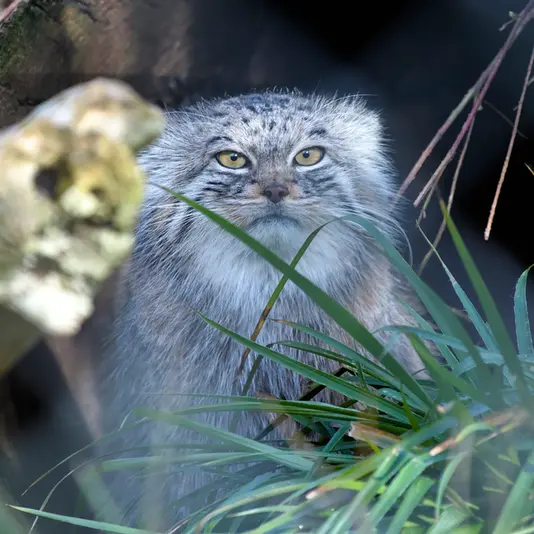 ヘラブルン動物園のスタブシの写真