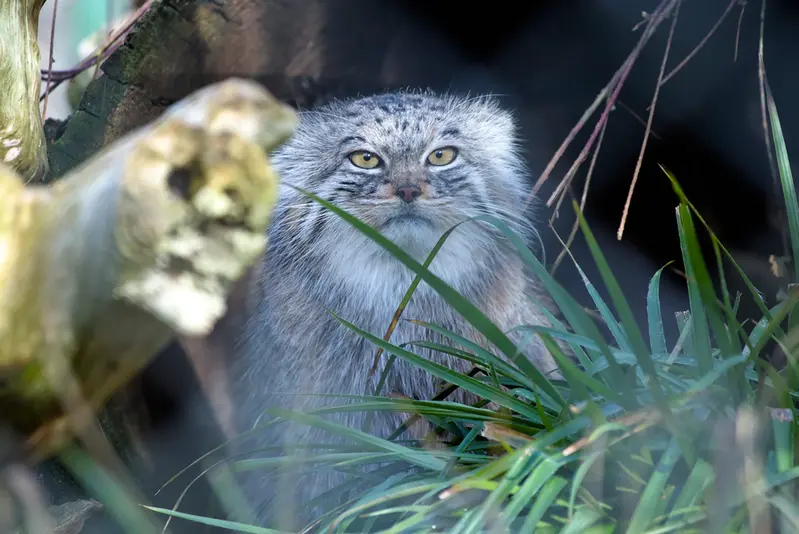 ヘラブルン動物園のスタブシの写真
