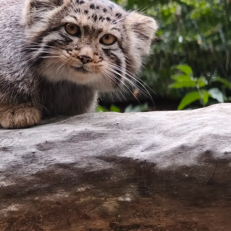 ノヴォシビルスク動物園のイヴの子（2026年生まれ）Ⅰの写真