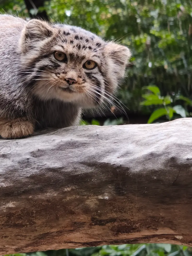 ノヴォシビルスク動物園のマヌルネコの写真