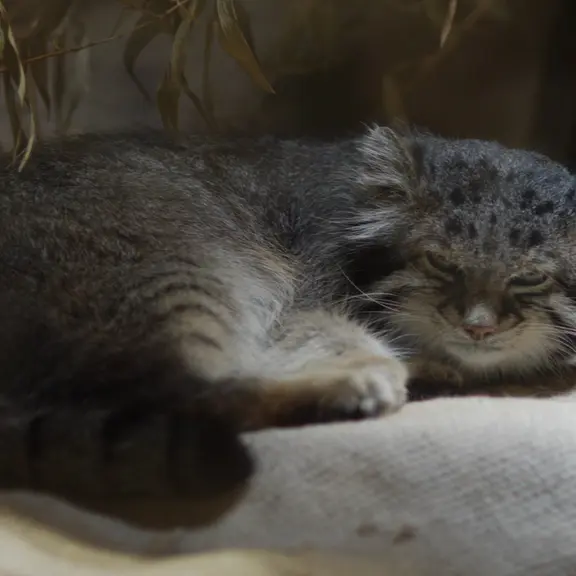 恩賜上野動物園のマヌルネコの写真