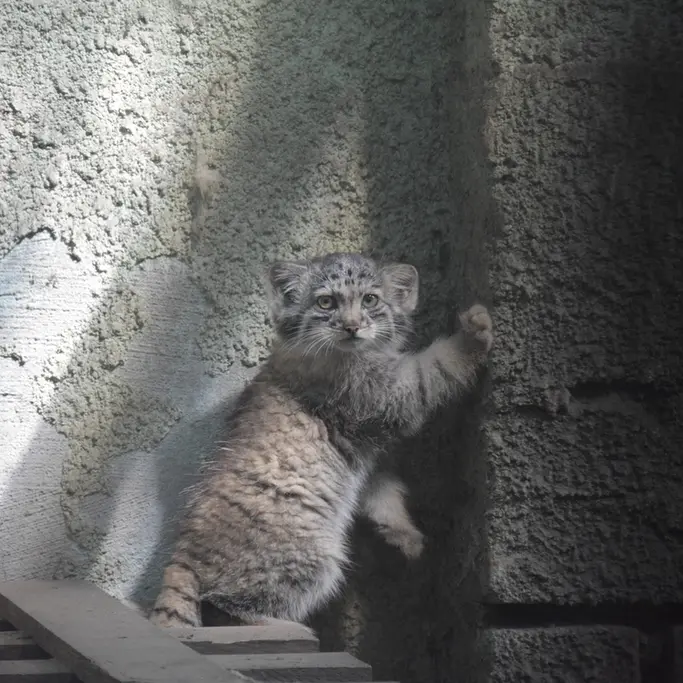 ブダペスト動物園＆植物園のボリス Ⅱの写真