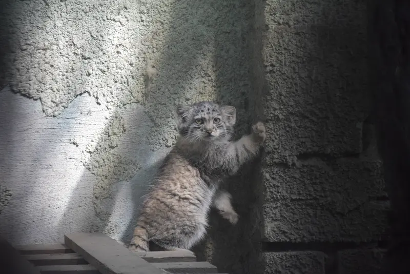 ブダペスト動物園・植物園のボリス Ⅱの写真